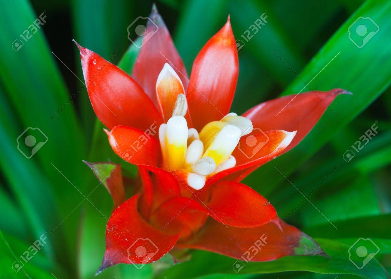 カラフルなパイナップルの花パインアップル花 の写真素材 画像素材 Image