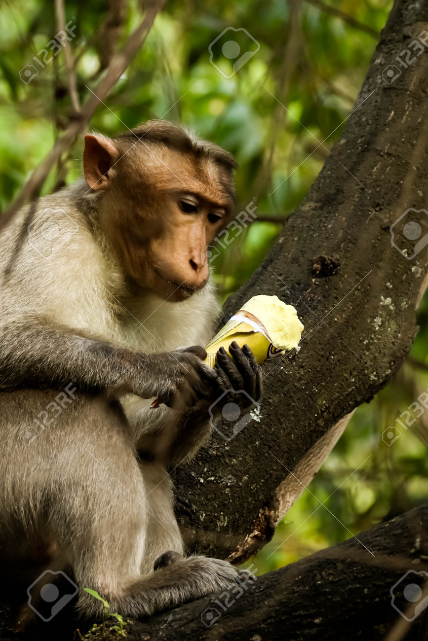 Macacos engraçados em uma árvore