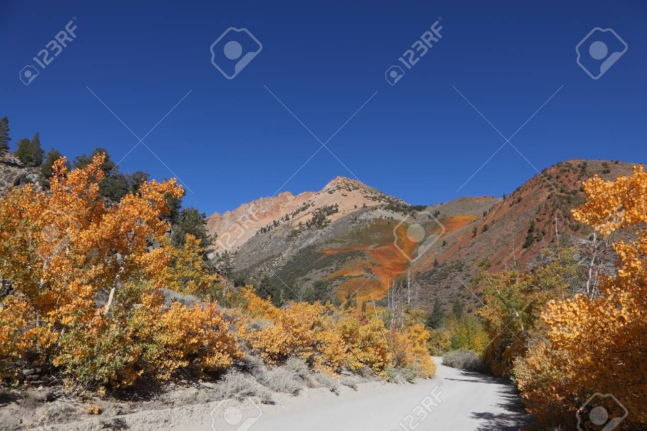 オレンジ 赤 黄色のカリフォルニア低木明るい紅葉の山の斜面します の写真素材 画像素材 Image