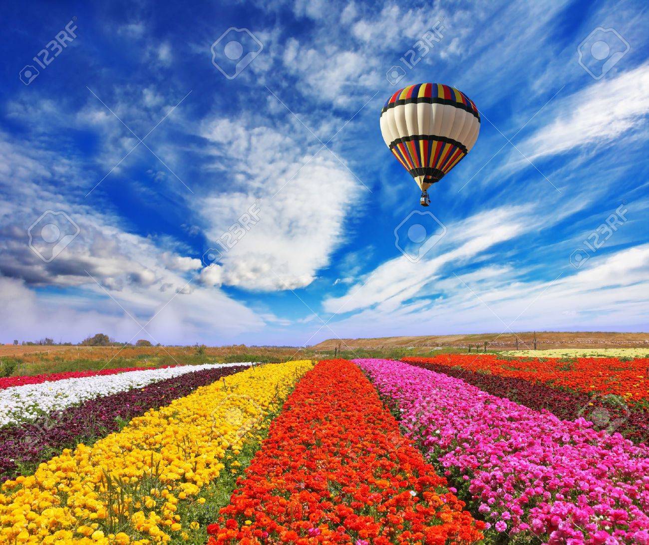 Elegant multi-color rural fields with flowers Over field the huge air balloon flies - 21654585 Elegant multi-color rural fields with flowers Over field the huge air balloon flies - 21654585