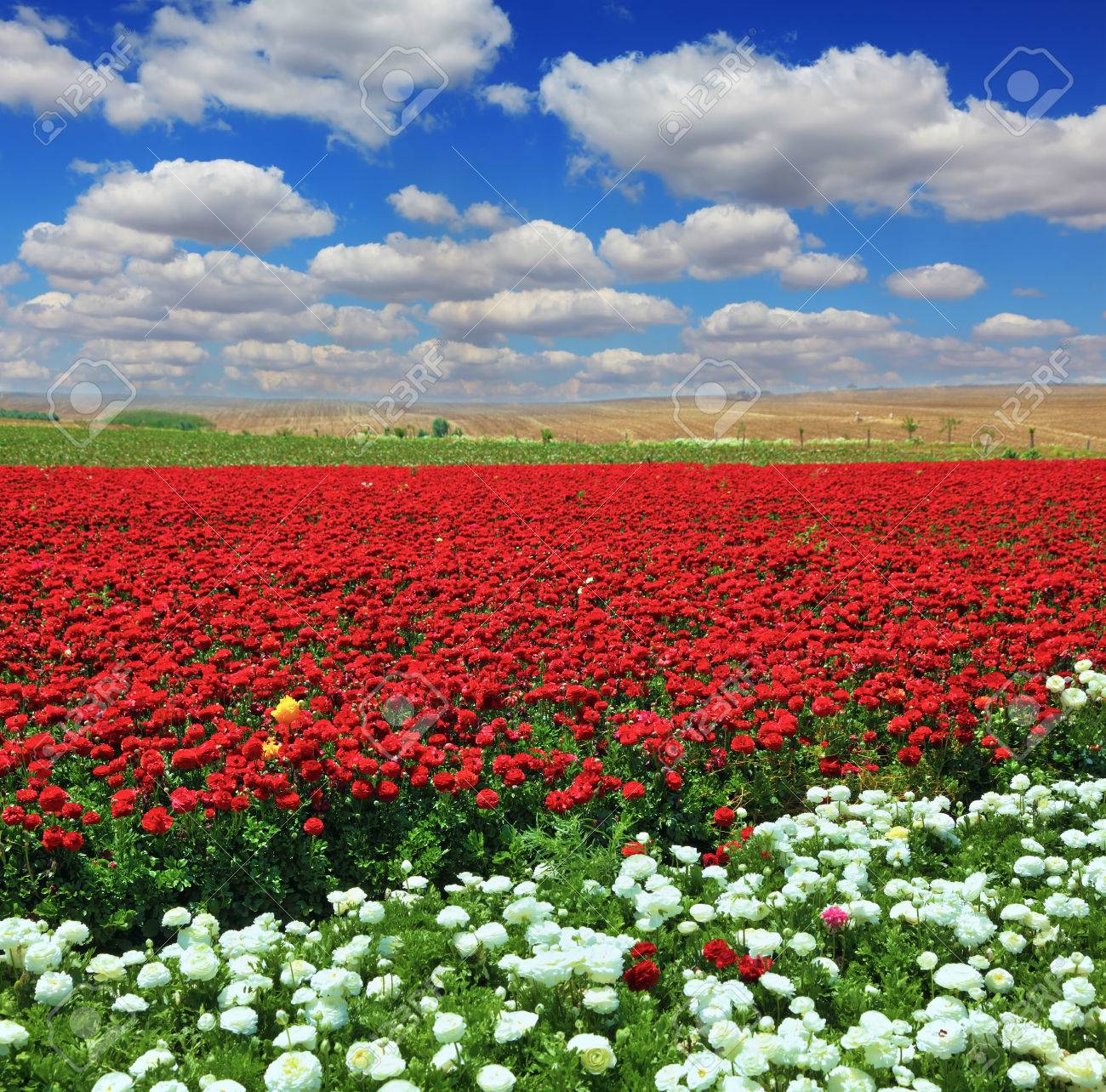 White Garden Buttercups Are Combined With Bright Red Flowers