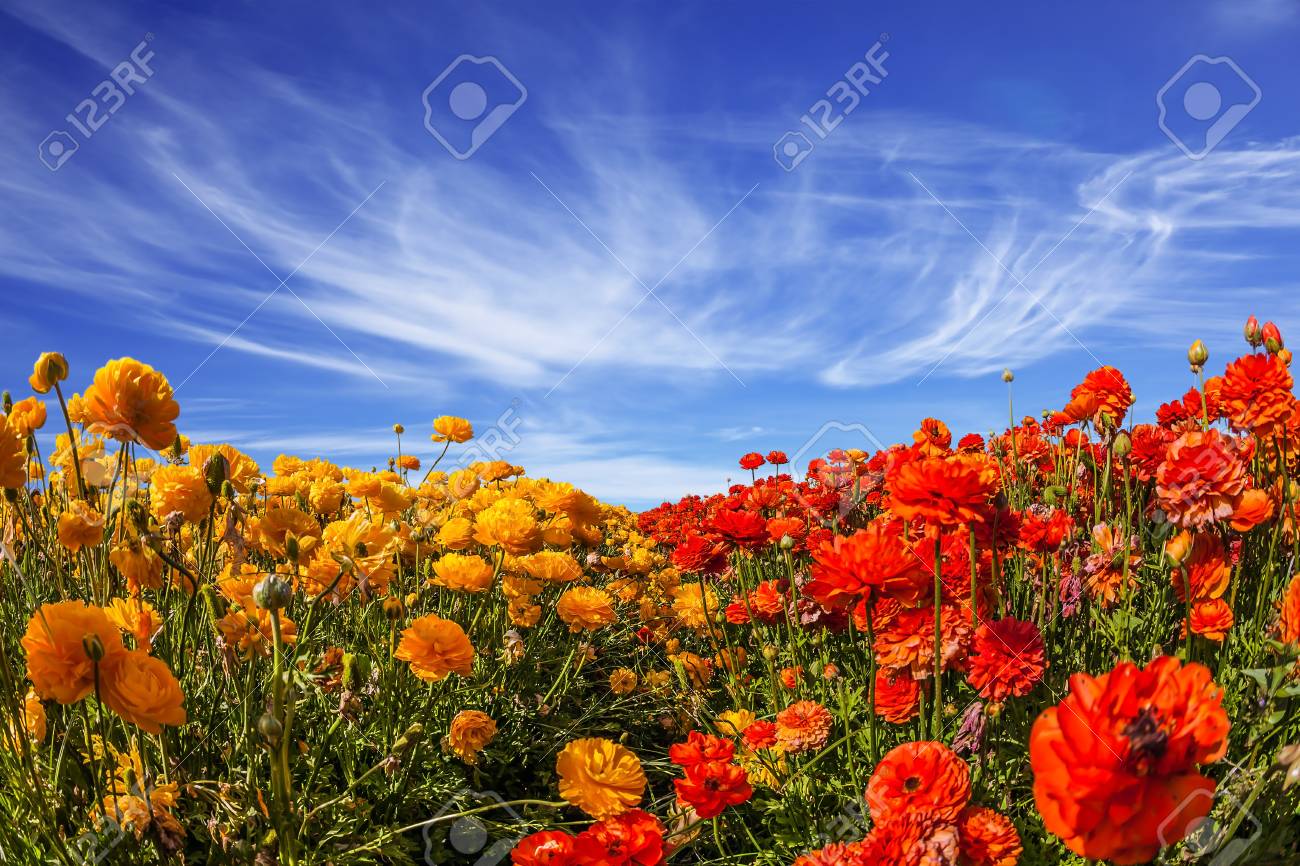 キンポウゲガーデンの雄大な花の咲く野原 花の素晴らしさに光巻雲雲 農村観光のコンセプト の写真素材 画像素材 Image キンポウゲガーデンの雄大な花の咲く野原 花の素晴らしさに光巻雲雲 農村観光のコンセプト の写真素材 画像素材 Image