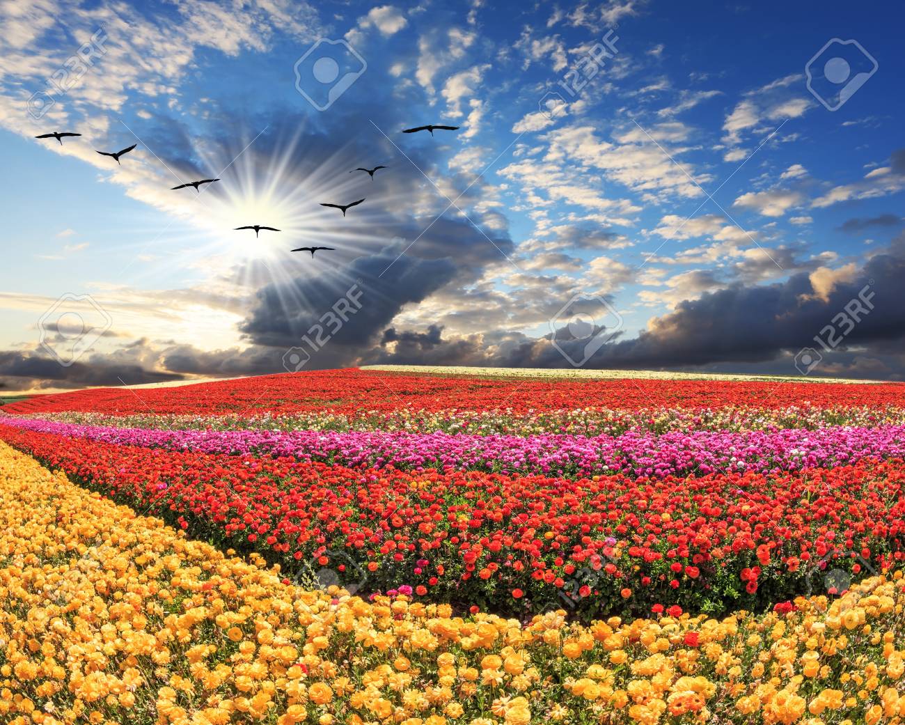 Le Champ De Fleurs Vole Au Dessus D Un Champ De Grues Les Fleurs Poussent Des Rayures De Differentes Couleurs Rouge Rose Marron Et Jaune Banque D Images Et Photos Libres De Droits Image