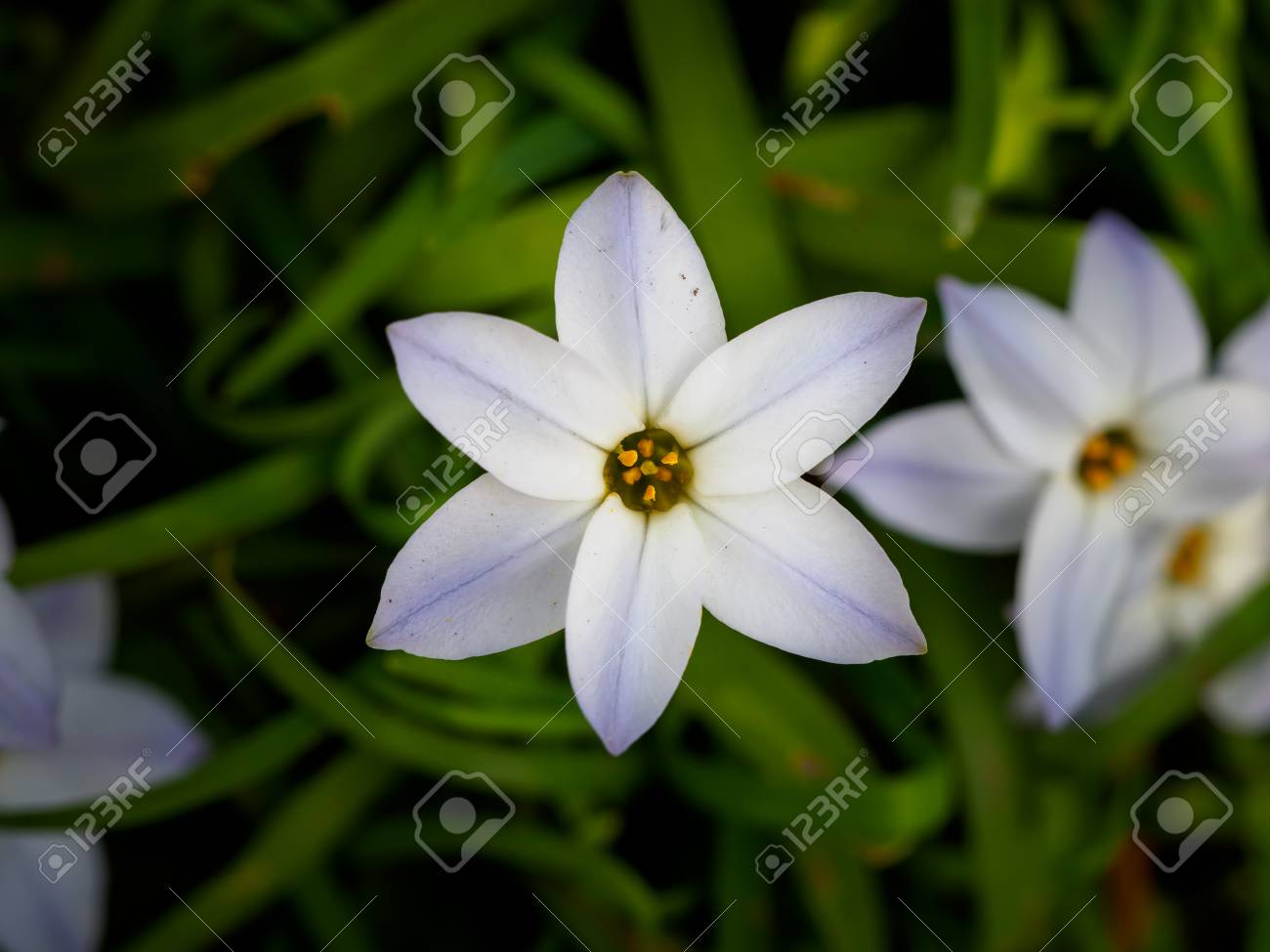 etiam-dictum-ipsum-a-felis