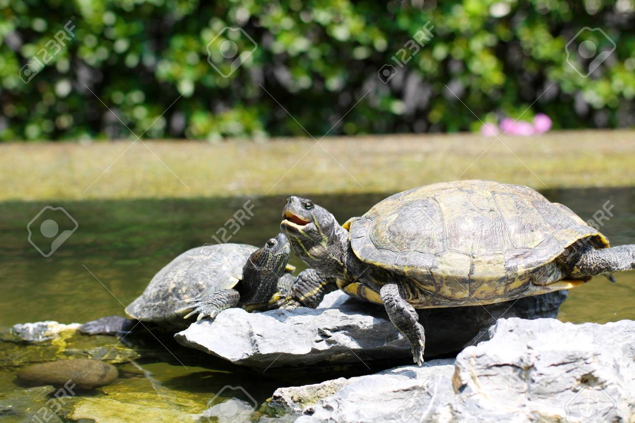 岩カメ の写真素材 画像素材 Image