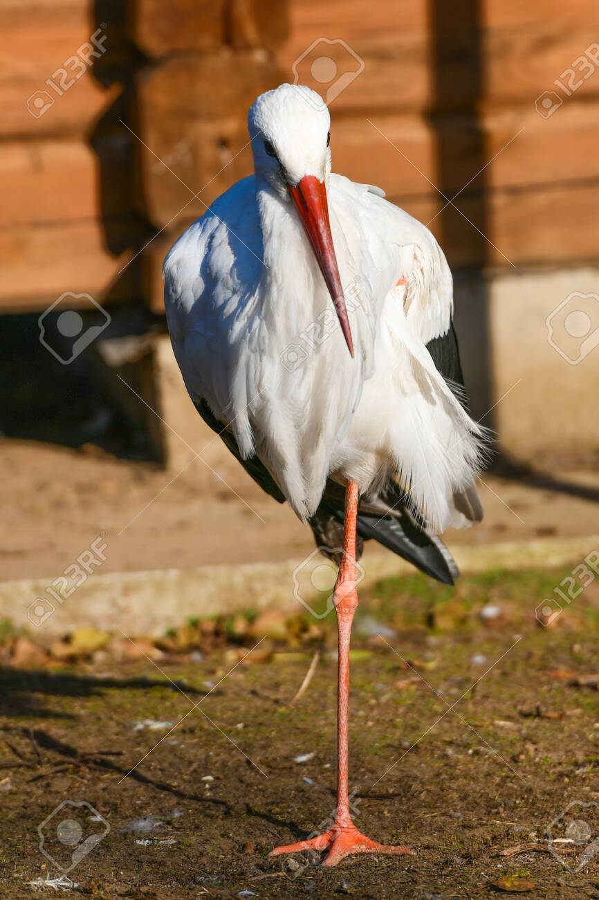 くちばしのおれたコウノトリ