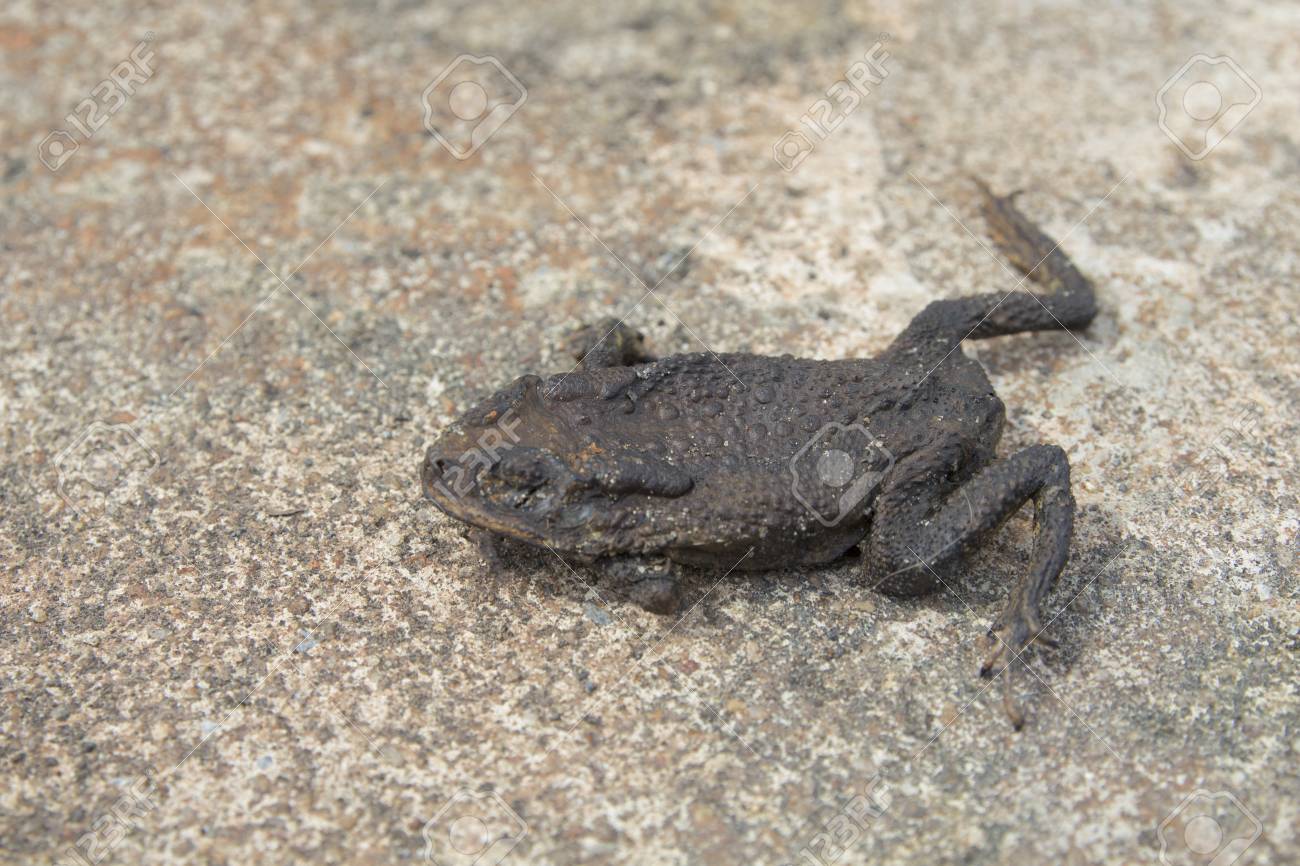 dried toad frog dry dried mummy squashed toad on the road