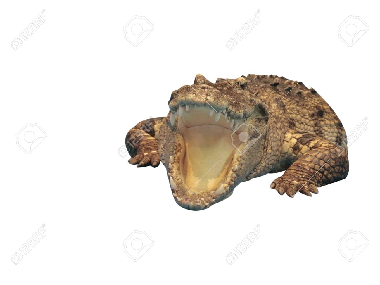 etiam-dictum-ipsum-a-felis