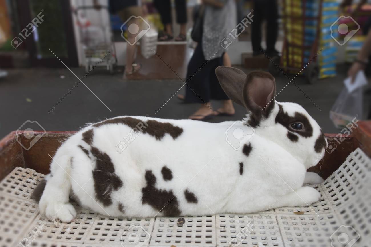 檻の中のウサギ の写真素材 画像素材 Image 檻の中のウサギ の写真素材 画像素材 Image