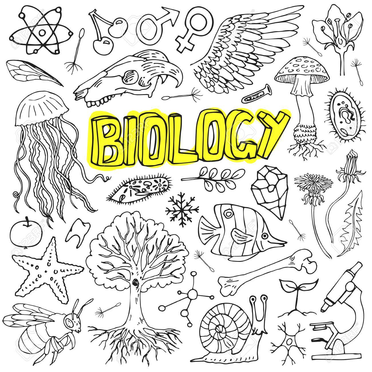 Vector Biology Science Doodles. For School Education And Document  Decoration. Royalty Free SVG, Cliparts, Vectors, and Stock Illustration.  Image 84785358., image size:1300x1300