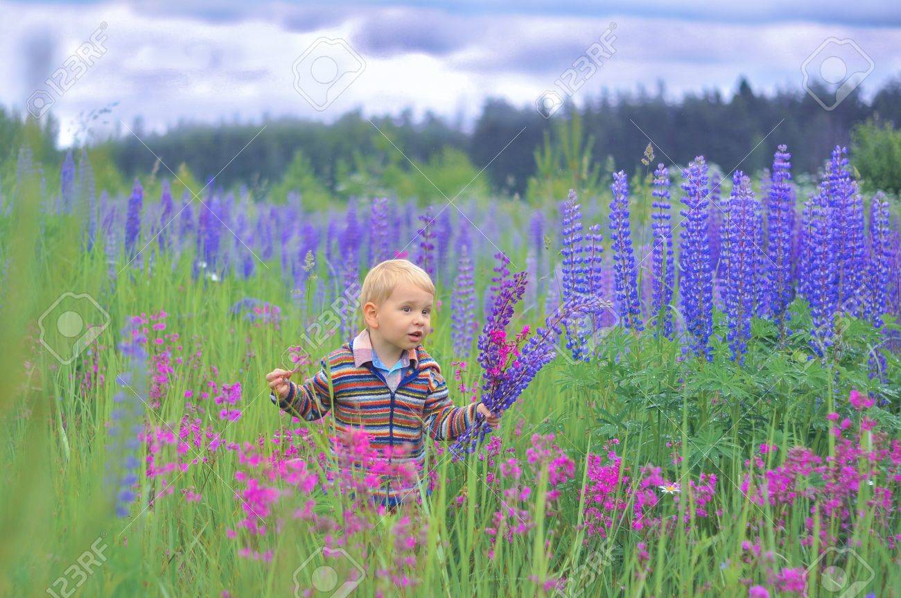 野生の花の花束を保持している紫のルピナスの花のフィールドでのかわいい金髪の少年 の写真素材 画像素材 Image