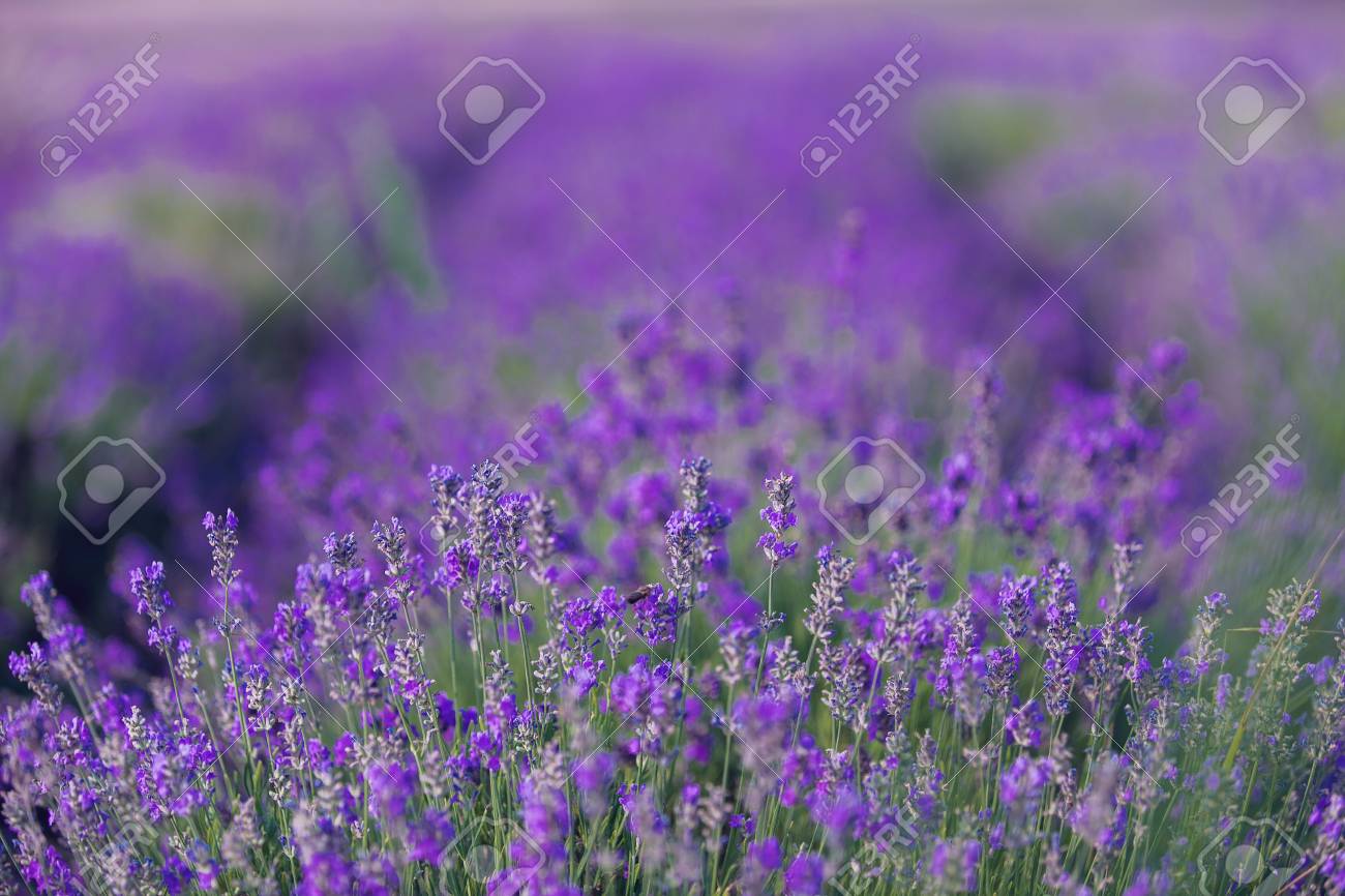 ラベンダー色の花 の写真素材 画像素材 Image