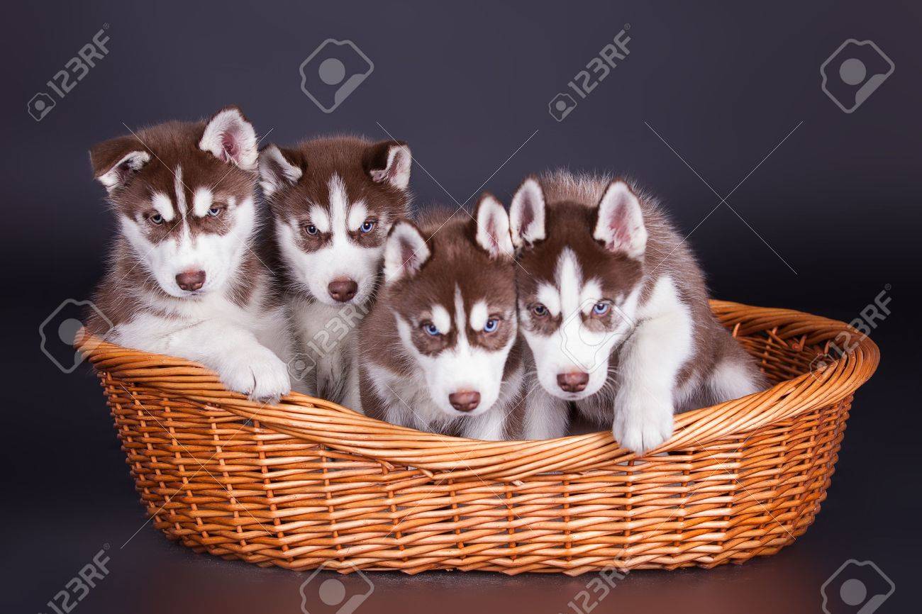 Chiots De Chien De Traineau D Un Mois Dans Un Panier Sur Fond Noir Banque D Images Et Photos Libres De Droits Image