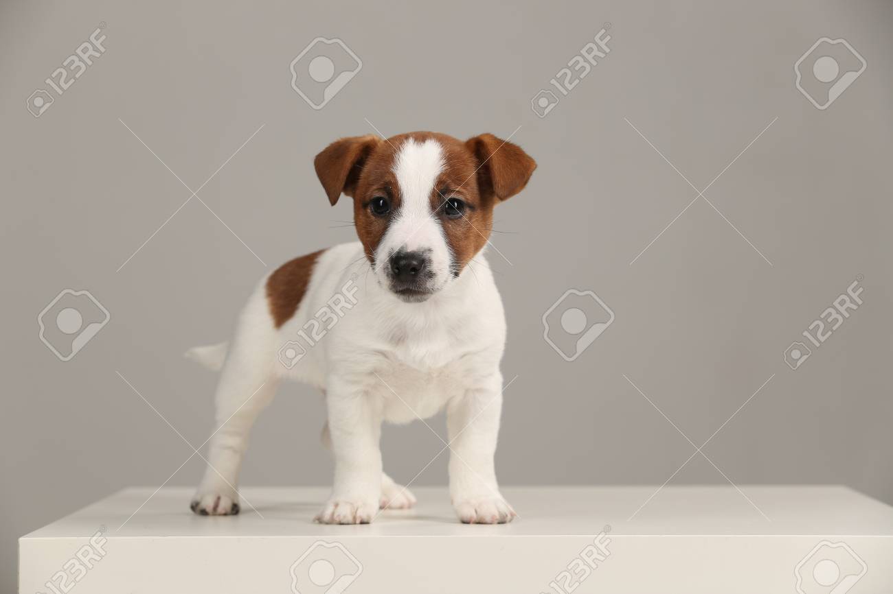 Cool Jack Russell Baby White Background Stock Photo Picture And Royalty Free Image Image