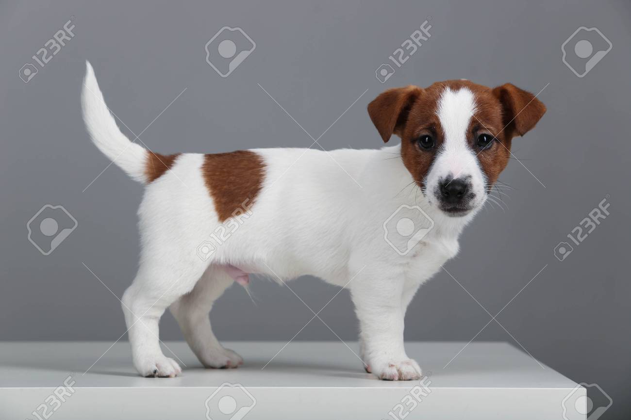 small jack russell