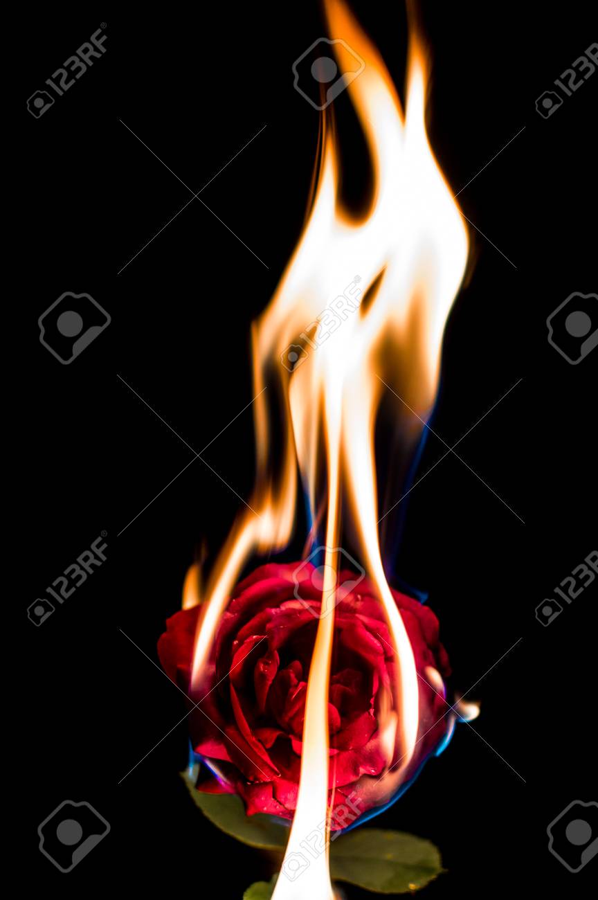 黒い背景に燃える花 の写真素材 画像素材 Image
