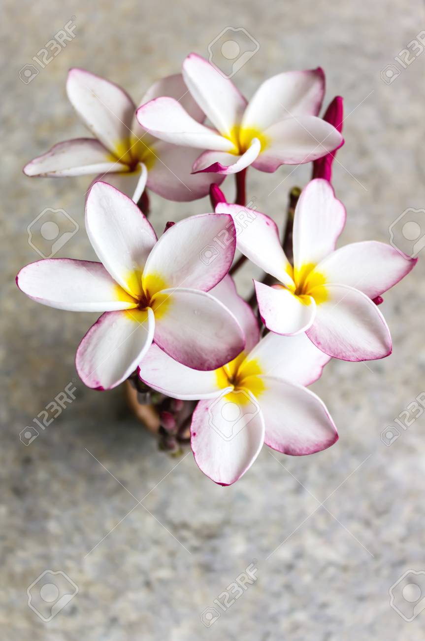 古典的な大理石のテーブルに置くミニ花瓶で素敵なプルメリア束アレンジメントの平面図 の写真素材 画像素材 Image