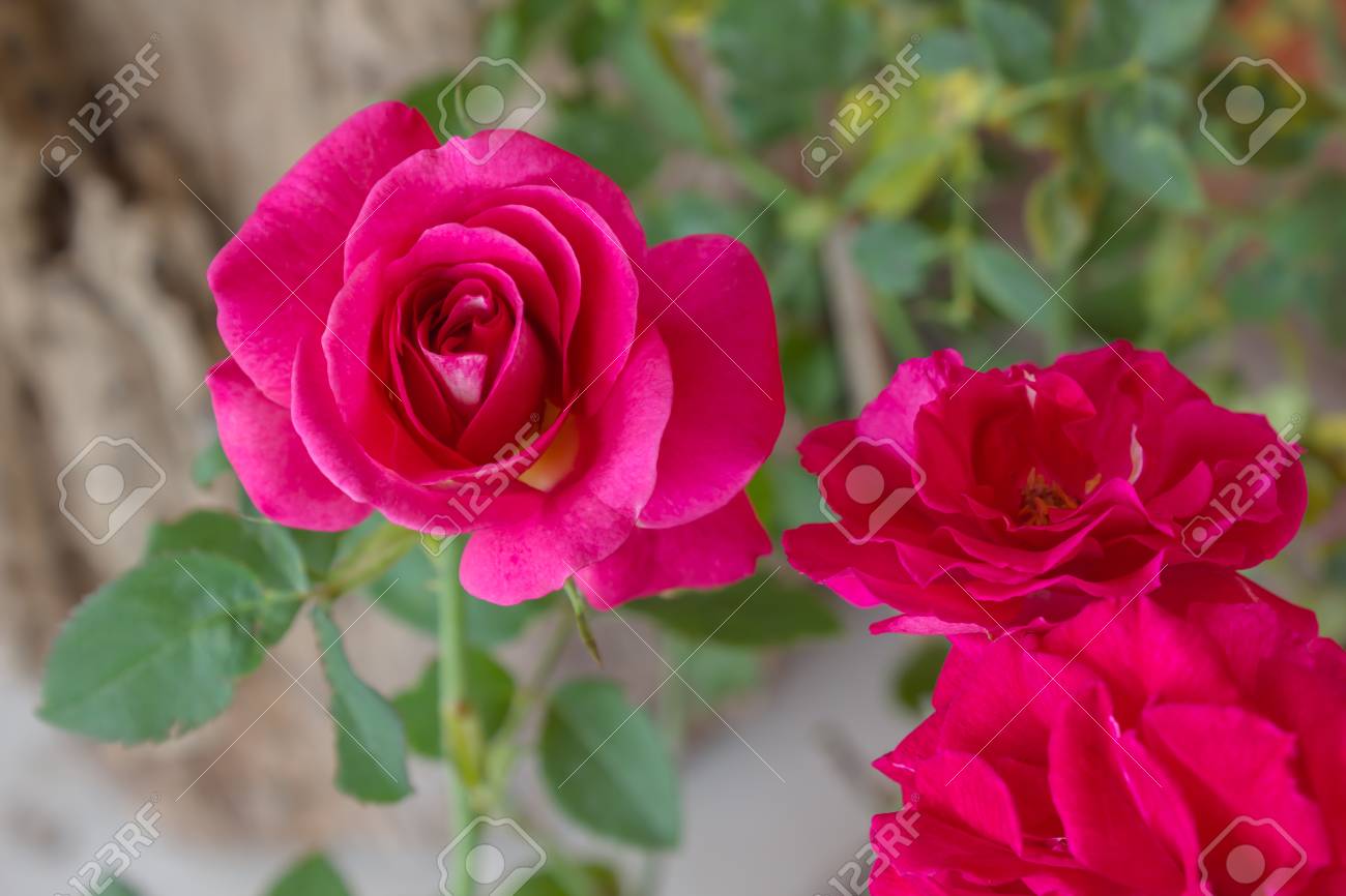 Pink And Red Rose Flower In Romantic Colour Mood Stock Photo ...