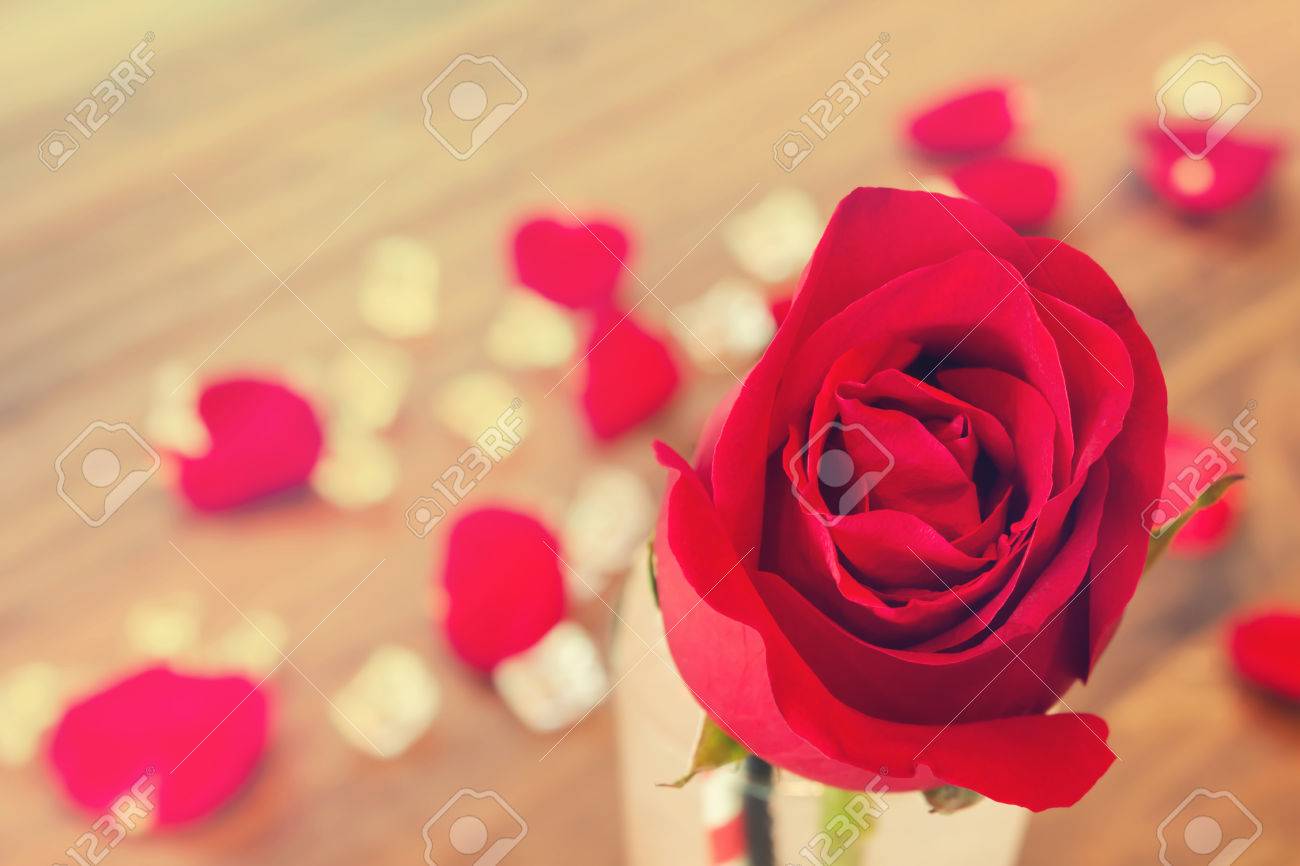 Soft Sweet Red Rose With Blank Space For Background Love And