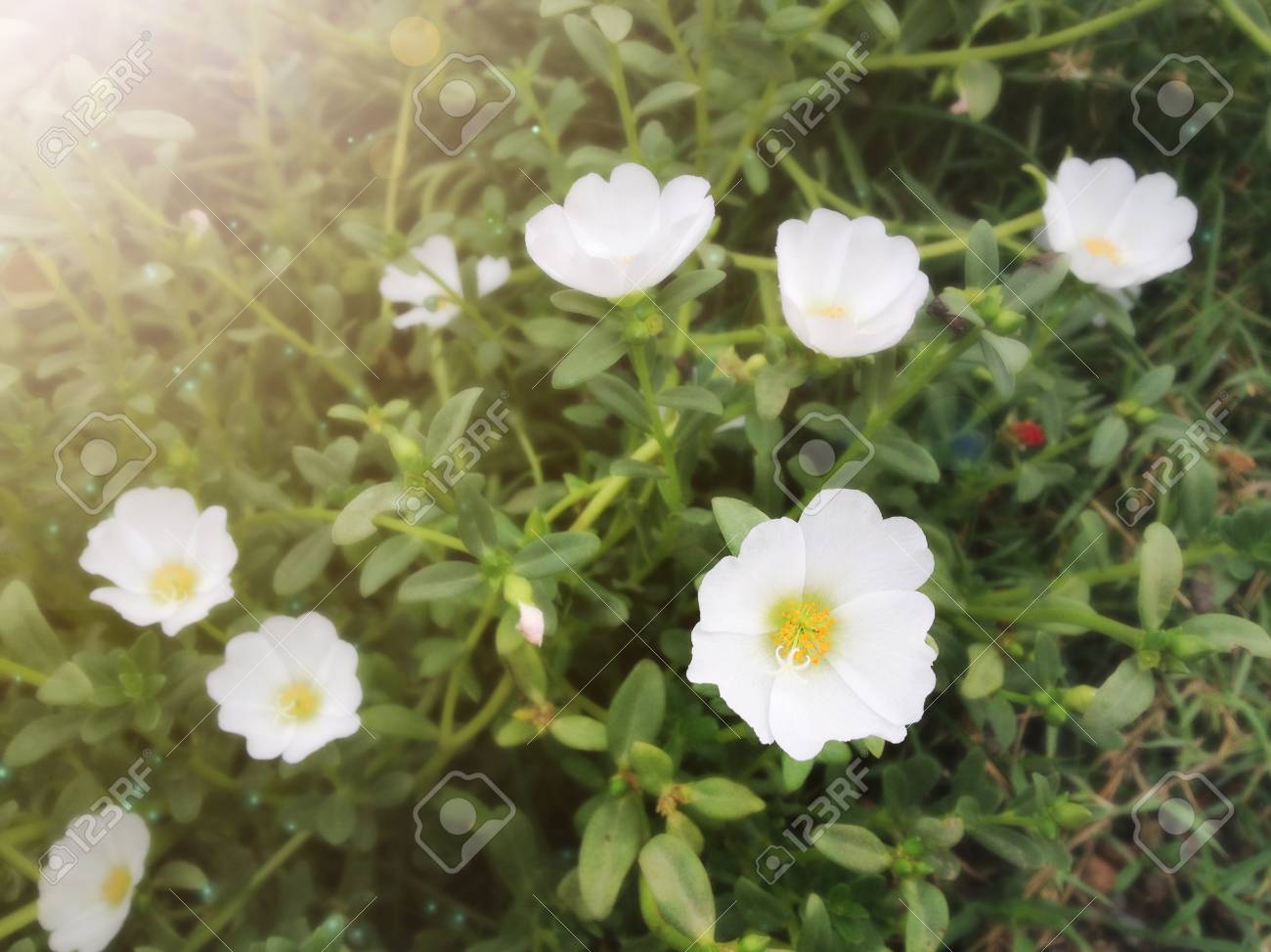 Mosss Rose Pourpier Ou Plante Soleil Fleur Blanche Belle Avec Lens Flare Et La Lumière Du Soleil
