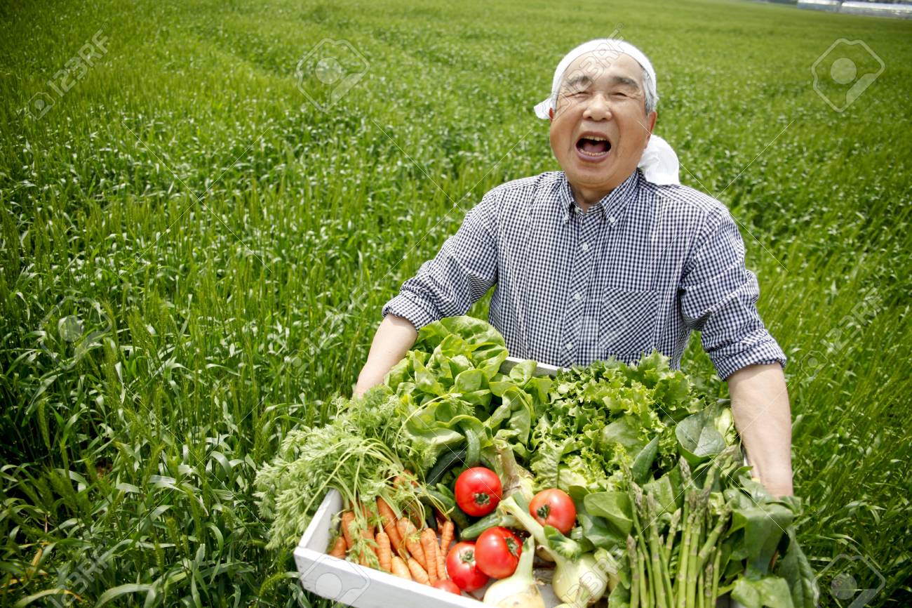 野菜の収穫 の写真素材 画像素材 Image