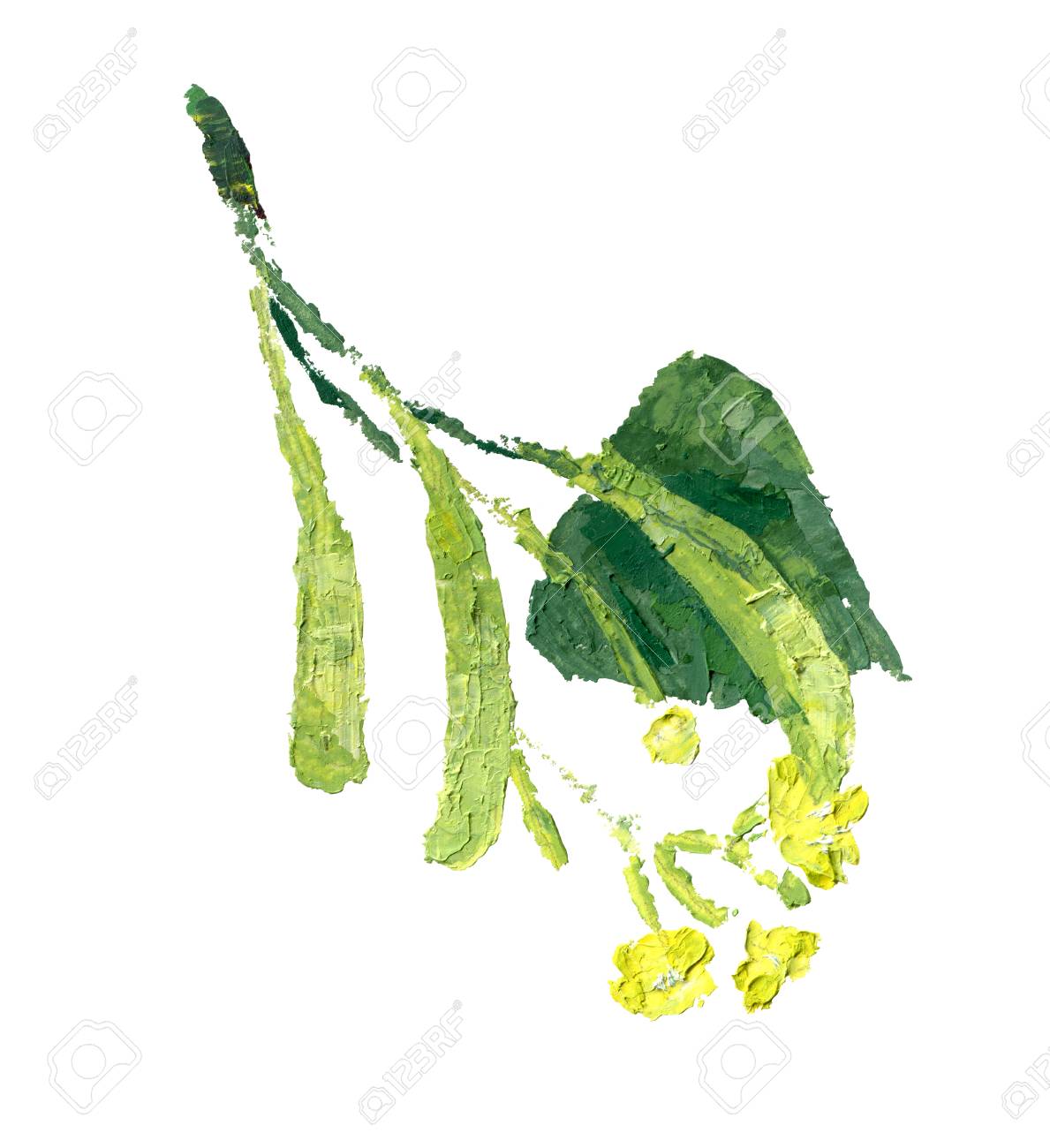 緑の葉が白で隔離でリンデンの花 油絵イラスト の写真素材 画像素材 Image 8419 緑の葉が白で隔離でリンデンの花 油絵イラスト の写真素材 画像素材 Image 8419