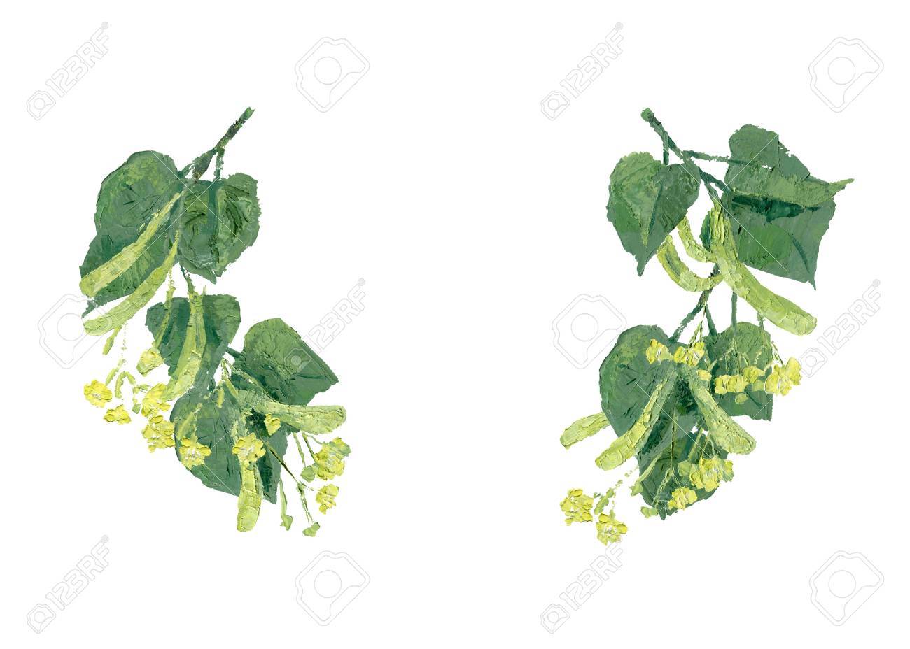リンデンの葉と枝し 花のイラスト テキストは 白い背景で隔離のためのスペースと花輪 の写真素材 画像素材 Image 8422 リンデンの葉と枝し 花のイラスト テキストは 白い背景で隔離のためのスペースと花輪 の写真素材 画像素材 Image 8422
