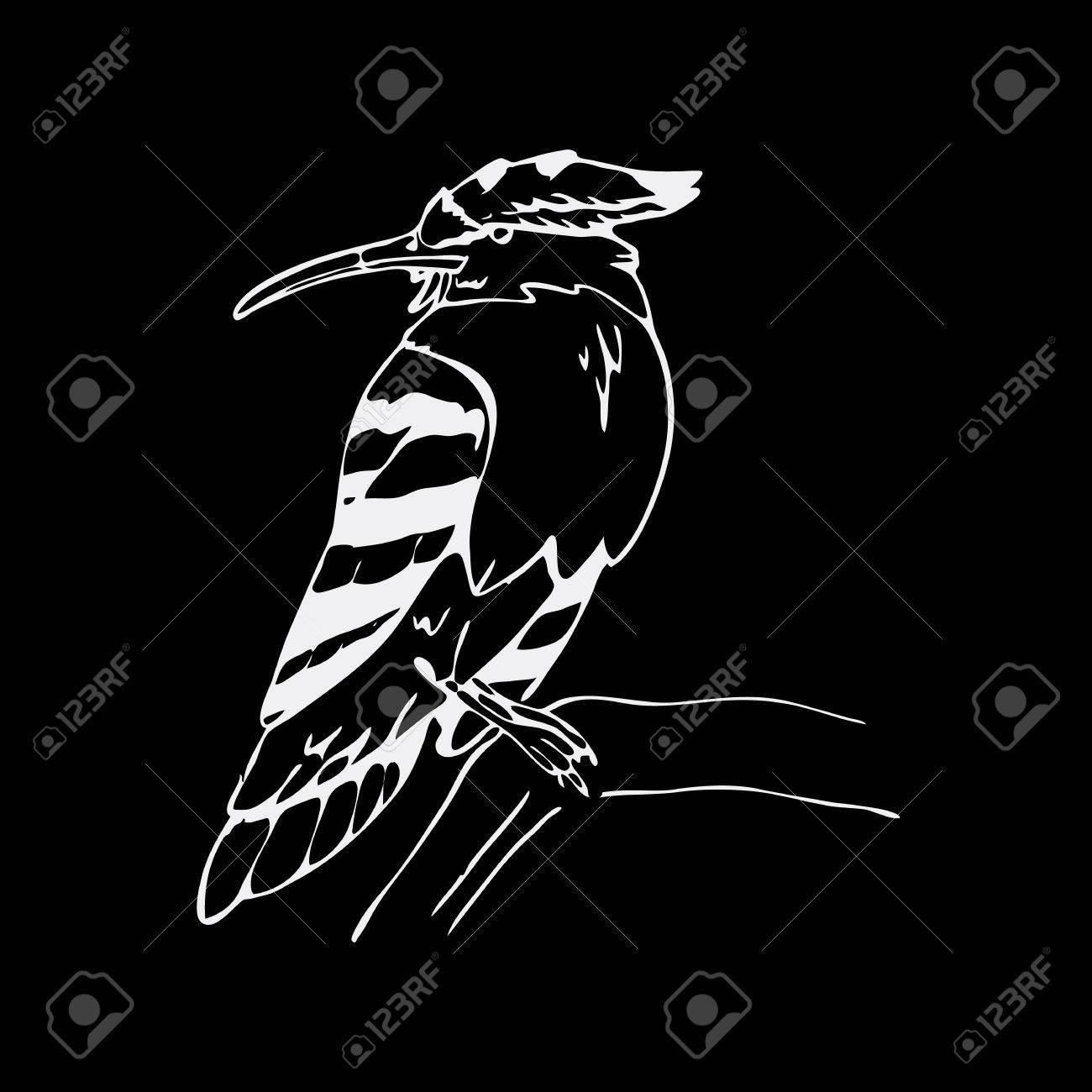 手描きの鉛筆のグラフィック ヤツガシラ サイチョウ鳥 彫刻 ステンシル スタイルです 黒と白のロゴ 記号 紋章 記号 スタンプ シールです シンプルな イラスト スケッチ のイラスト素材 ベクタ Image