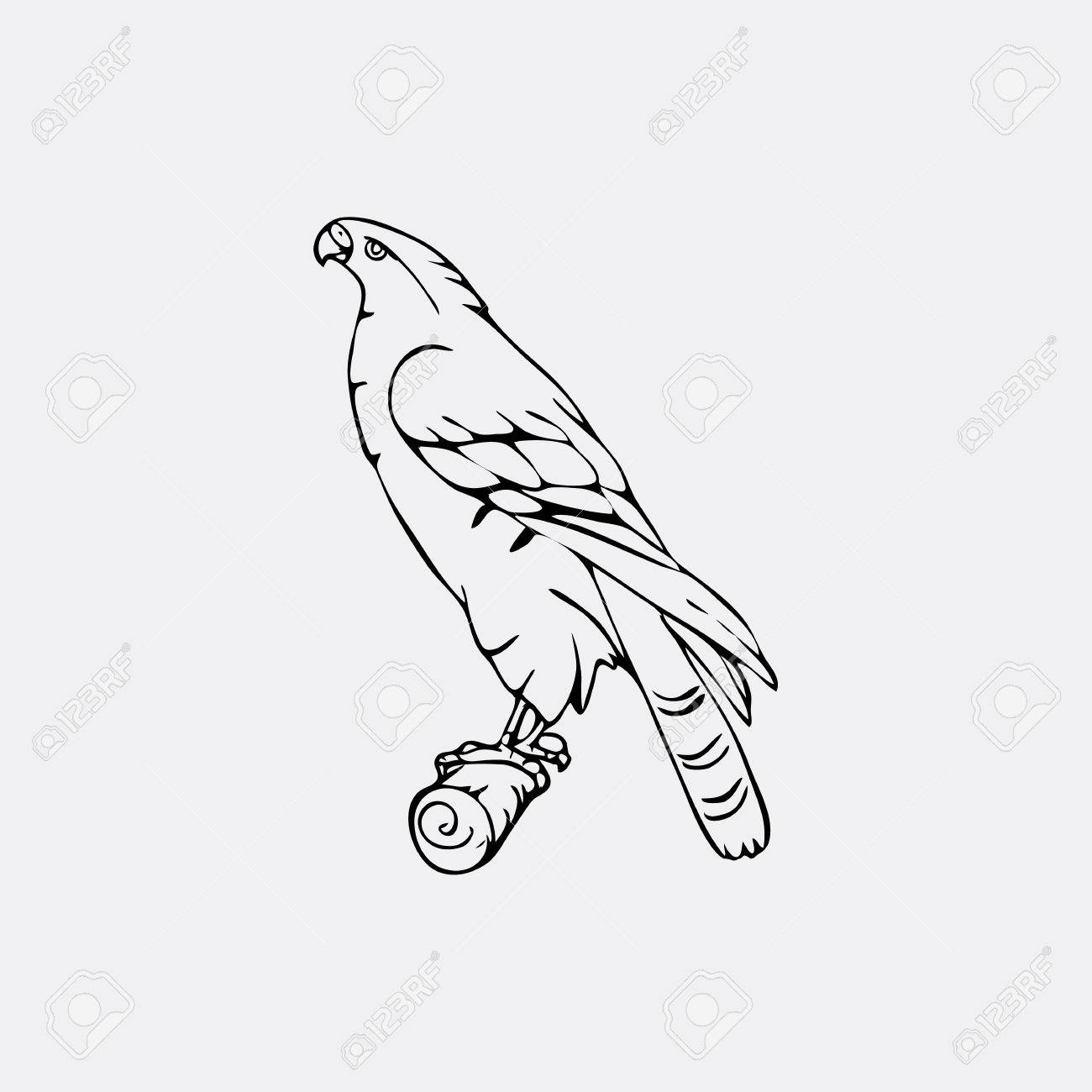 Hand Drawn Graphiques Au Crayon Vautour Aigle Le Balbuzard Pecheur Le Faucon Faucon Piegeur Condor Karkar Cerf Volant Gravure Style Pochoir Oiseau Predateur Noir Et Blanc Logo Signe Embleme Symbole Stamp Joint Illustration Simple