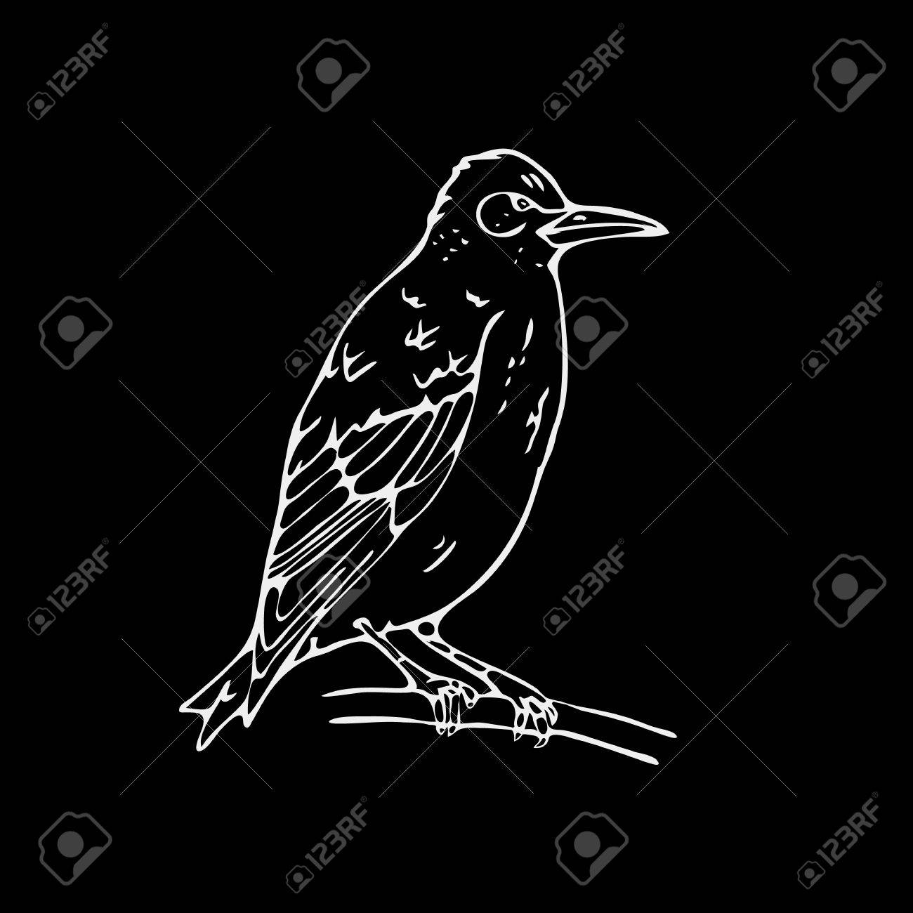 Graphiques à Crayon à La Main Petit Oiseau étincelle Pic Oriole Gravure Style Stencil Logo Noir Et Blanc Signe Emblème Symbole Timbre