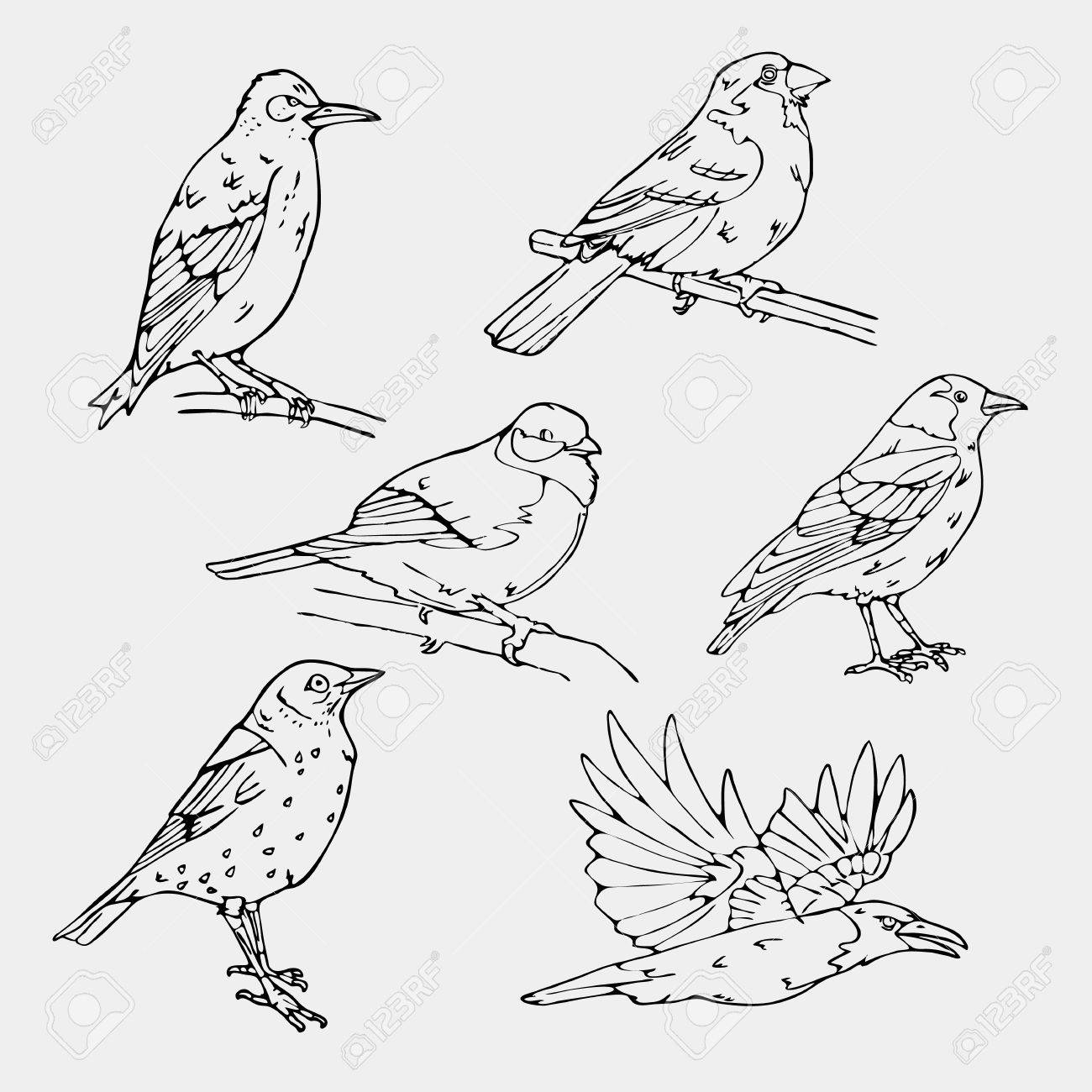 Illustration Dun Style Gravé Aux Oiseaux Mettre Lemblème Oiseau Oriole Chickadee Moineau Merle Noir Rossignol Pinson Bunting Pendaison