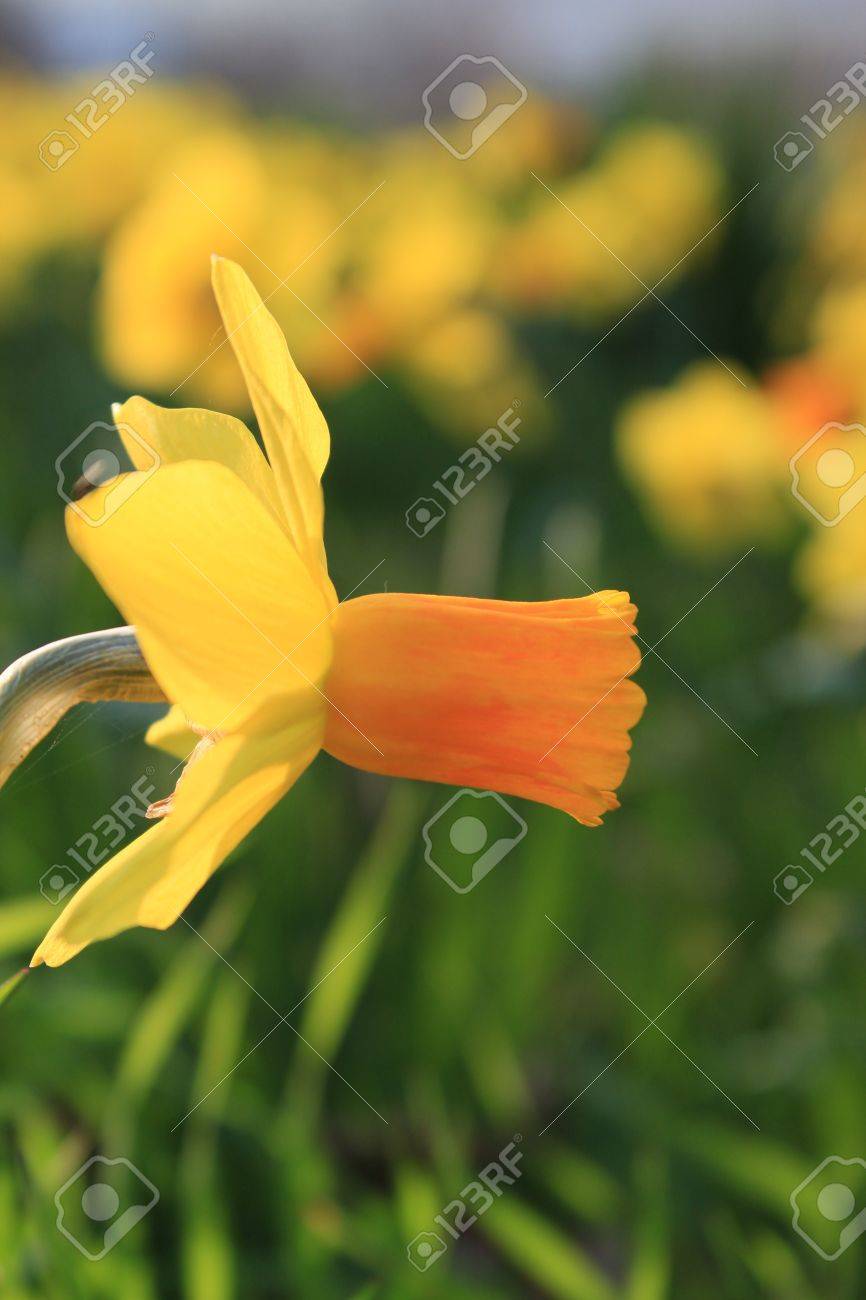 下に反り返った花弁と濃いオレンジ色のトランペット ジェットファイアー水仙 の写真素材 画像素材 Image