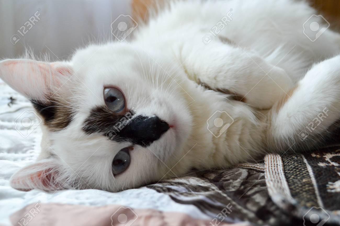 Un Chat Blanc Avec Des Yeux Bleus Et Un Nez Noir Se Trouve Sur Son Cote Sur Le Lit Banque D Images Et Photos Libres De Droits Image