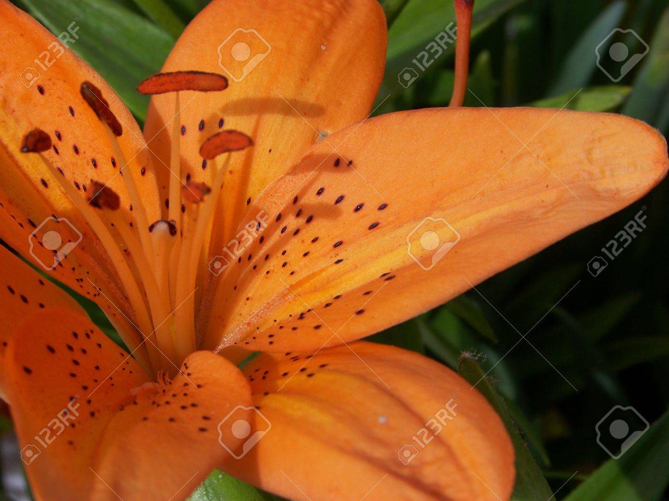 ファーム スタンド イサカ Ny で 08 年 4 月で太陽の下でタイガー リリー花のクローズ アップ の写真素材 画像素材 Image