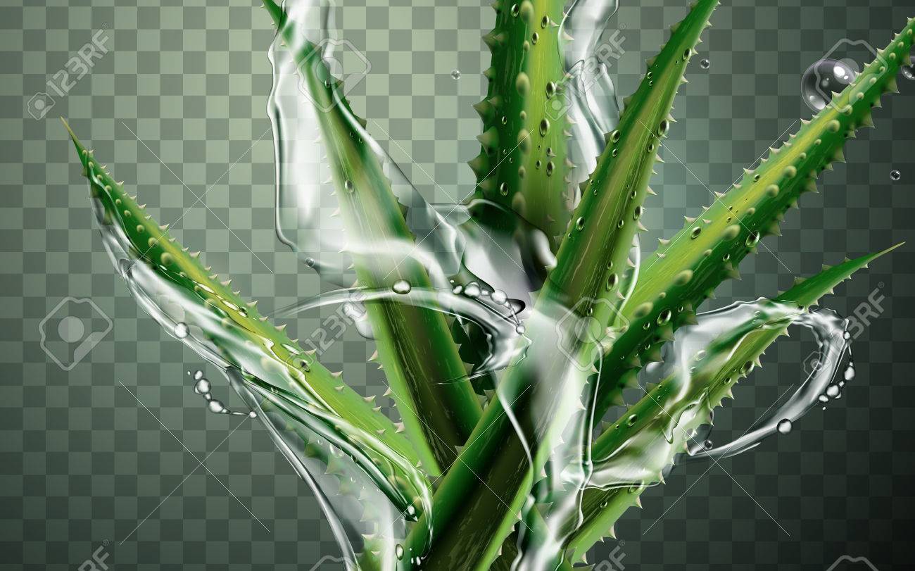 Green Aloe Vera Plant Element Isolated Transparent Background Royalty Free Cliparts Vectors And Stock Illustration Image