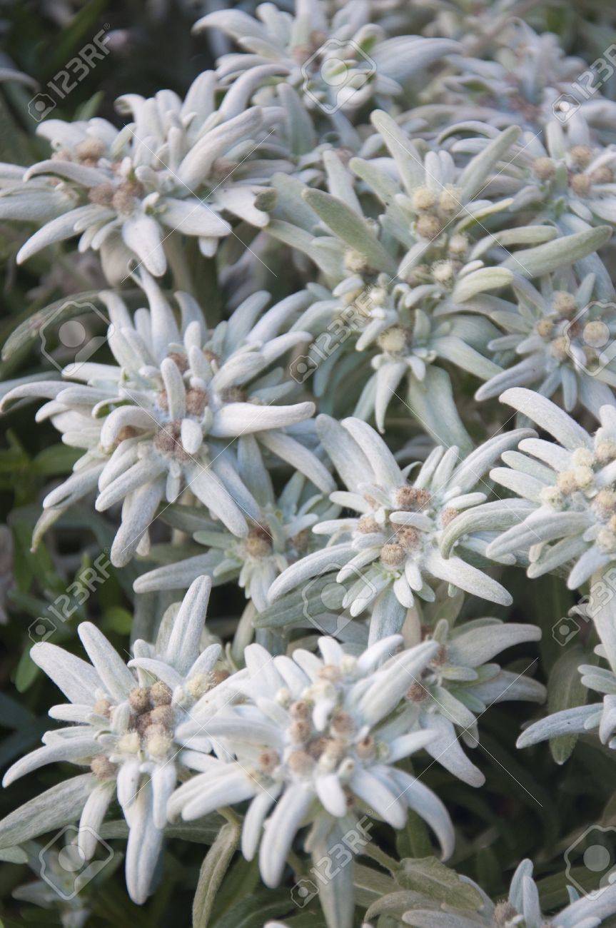 グスタード スイス連邦共和国のエーデルワイス山の花の束 の写真素材 画像素材 Image