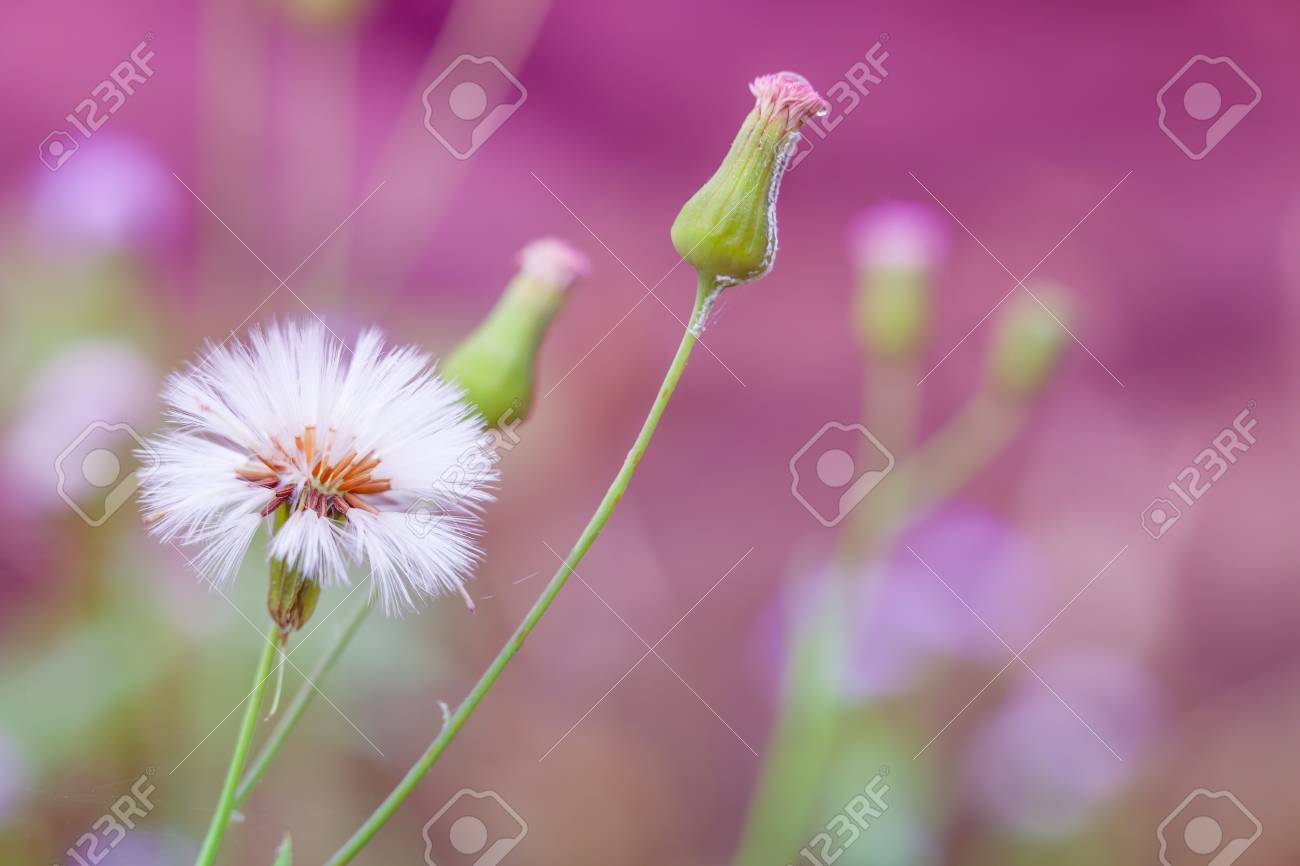 背景をぼかした写真ピンクのきれいな花のクローズ アップ 浅い被写し界深度 フォーカスで咲いている花 美しい環境の中ののどかな田舎の風景 ビンテージ トーン の写真素材 画像素材 Image