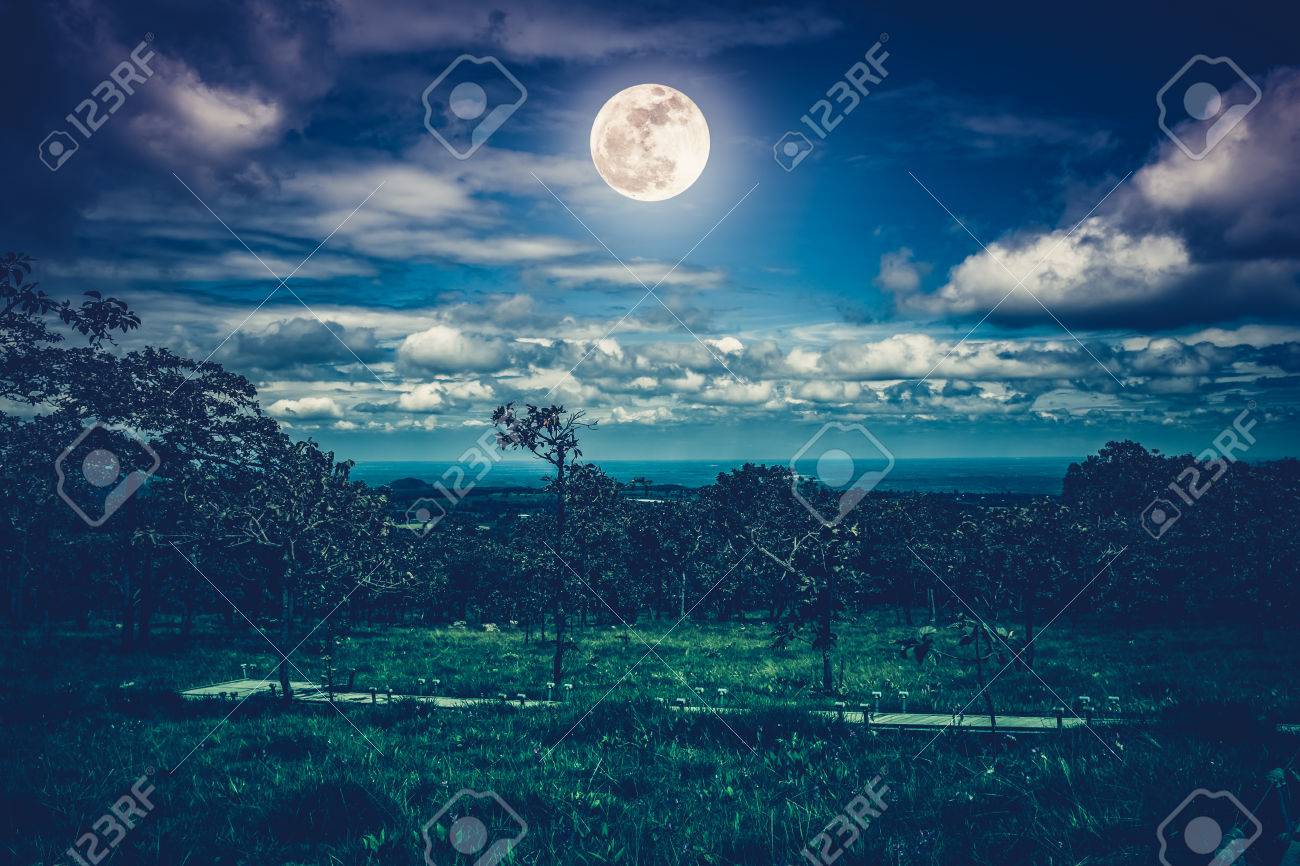 silhouettes of trees against night sky with clouds and bright tranquil nature
