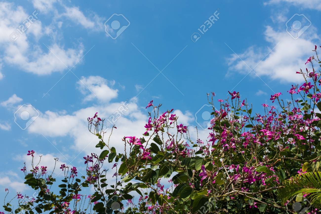 Arbuste De Fleurs Roses Sur Le Ciel Bleu Avec Des Nuages Vue De Dessous Extérieur En Journée Le Jour De Lété