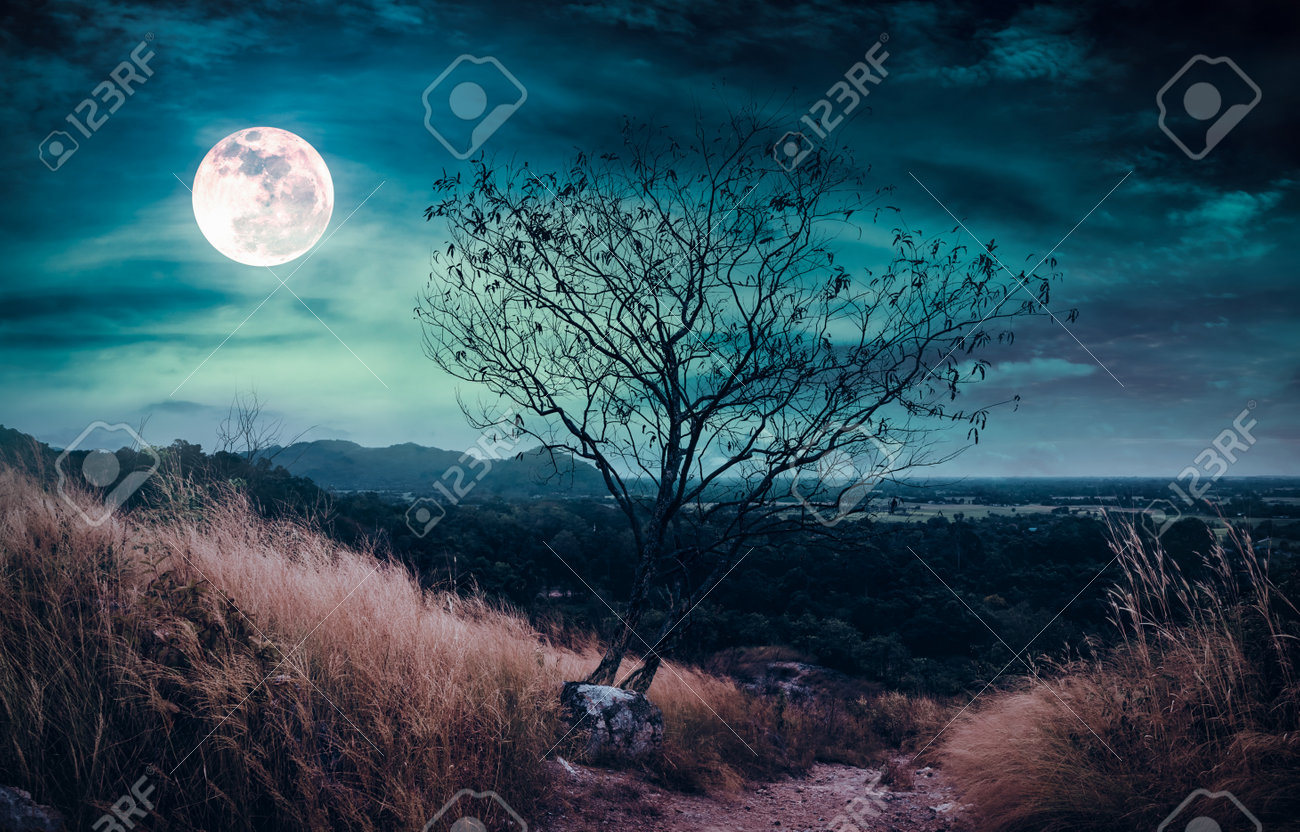 Landscape Of Dark Night Sky With Clouds. Beautiful Bright Full Moon Above  Wilderness Area In Forest. Serenity Nature Background. Hiking Trail In The  Wilderness. Stock Photo, Picture and Royalty Free Image. Image, image size:1300x832