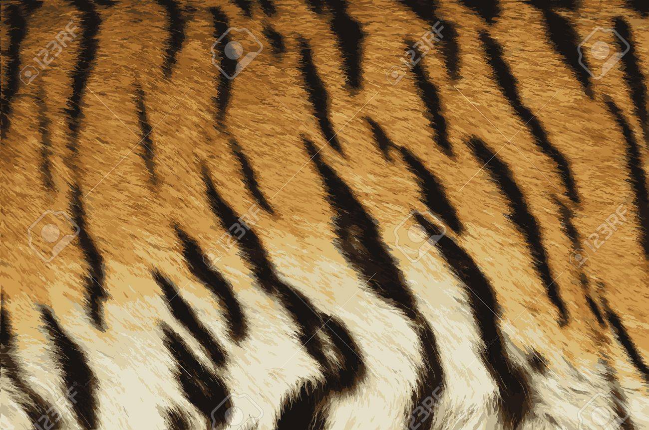 虎の皮の背景 イラスト の写真素材 画像素材 Image