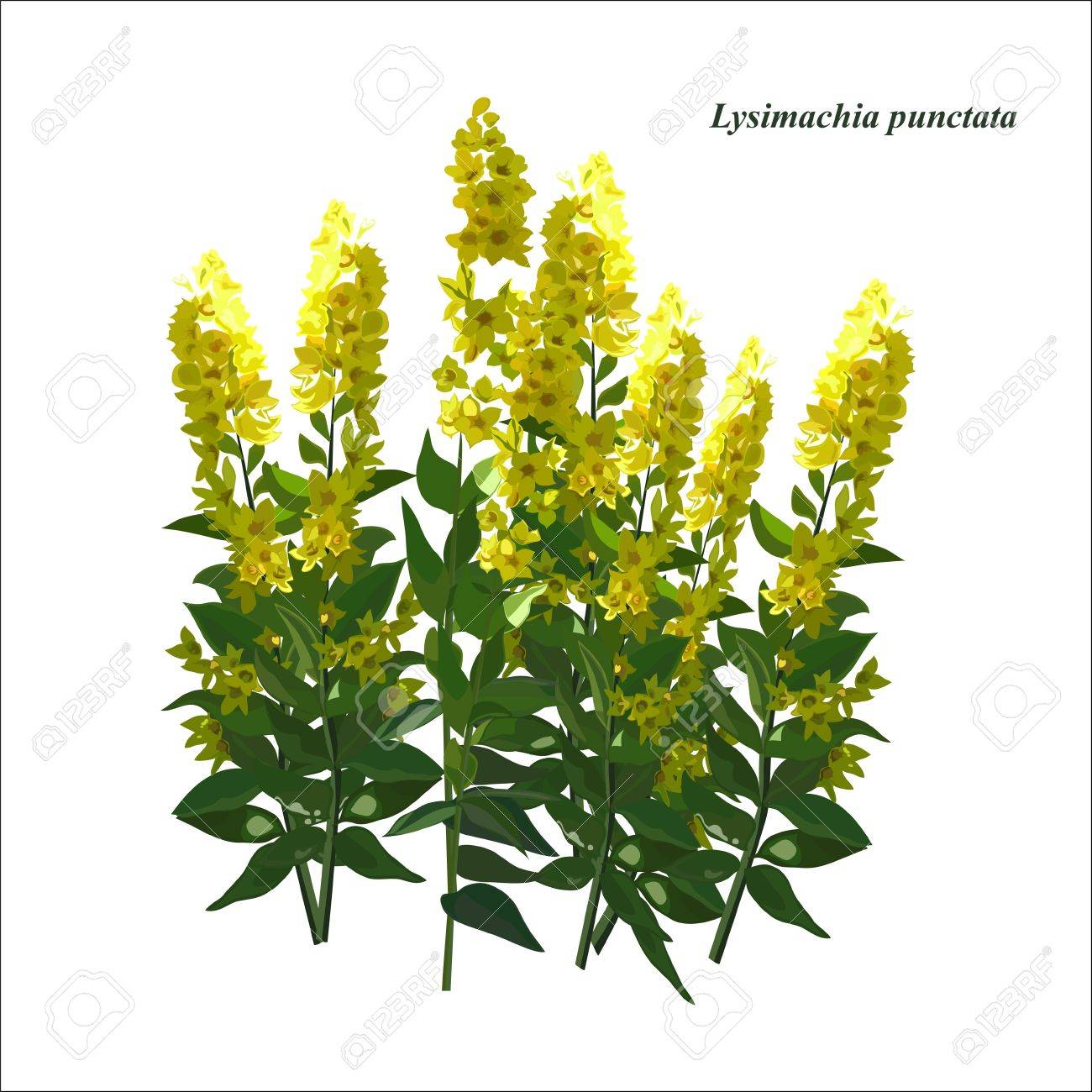 デザインに明るい黄色の花 花壇の植物 オカトラノオ イワヒメワラビ のイラスト素材 ベクタ Image デザインに明るい黄色の花 花壇の植物 オカトラノオ イワヒメワラビ のイラスト素材 ベクタ Image