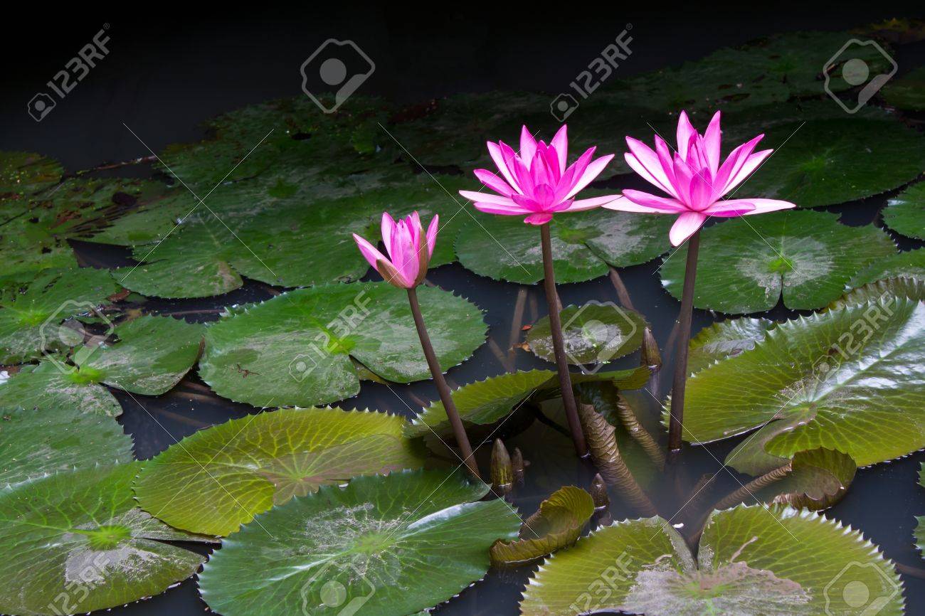 Beautiful Pink Lotus Flower That Grows 