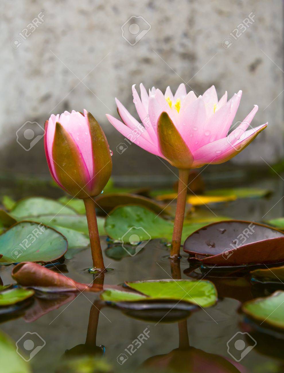 two pink lotus blossom