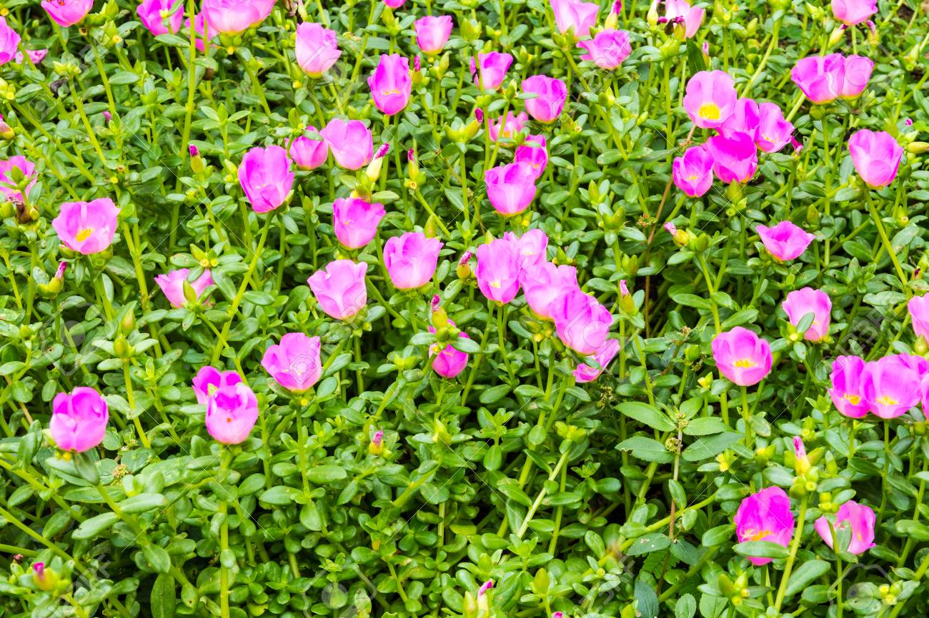 View On A Small Pink Purple Flowers In A Garden Beautiful Stock Photo Picture And Royalty Free Image Image 30415476
