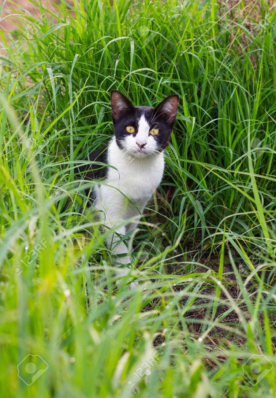 Chat Noir Et Blanc De La Thailande Les Yeux Jaunes Assis Voile Et Regardaient Hors De L Herbe Verte Banque D Images Et Photos Libres De Droits Image