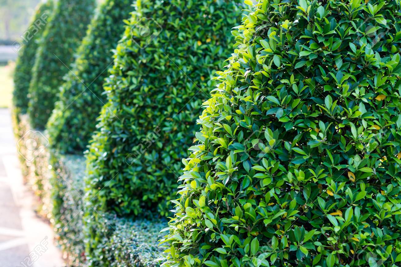 Close Up View Of Bonsai Bushes Triangular Green Leaves Decorated Stock Photo Picture And Royalty Free Image Image 77003108