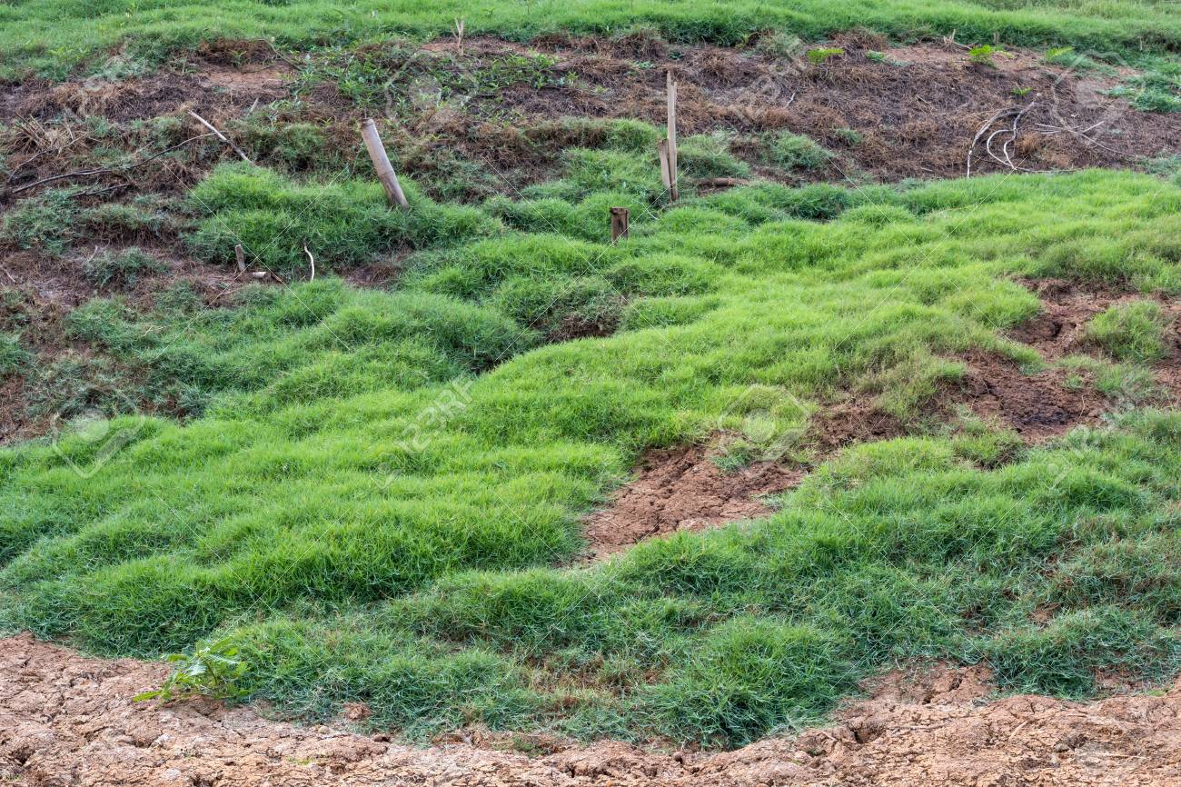 地下水は ダート トラック 牛と食糧のための成長している芝生の群れと不毛の運河を侵食しました の写真素材 画像素材 Image 地下水は ダート トラック 牛と食糧のための成長している芝生の群れと不毛の運河を侵食しました の写真素材 画像素材 Image