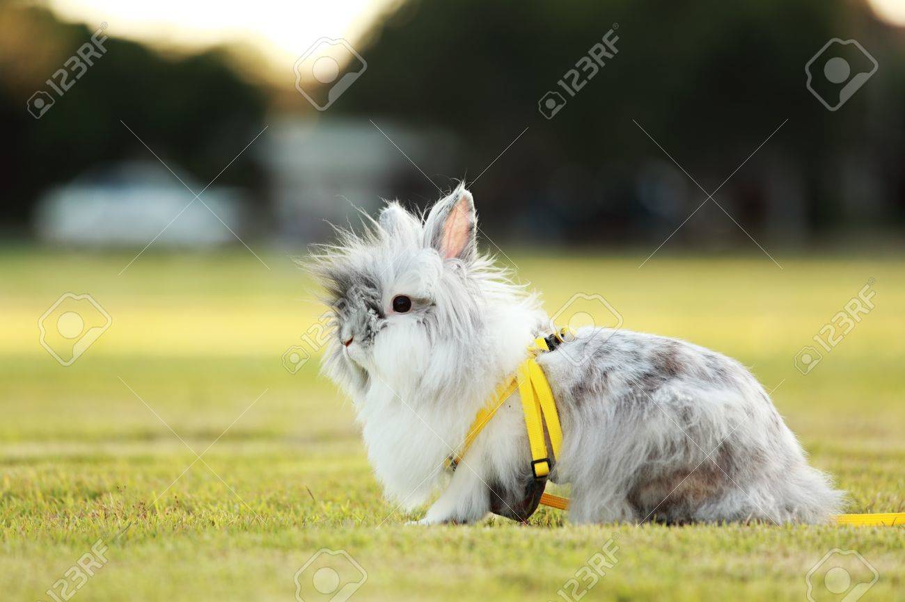 teddy bear rabbit