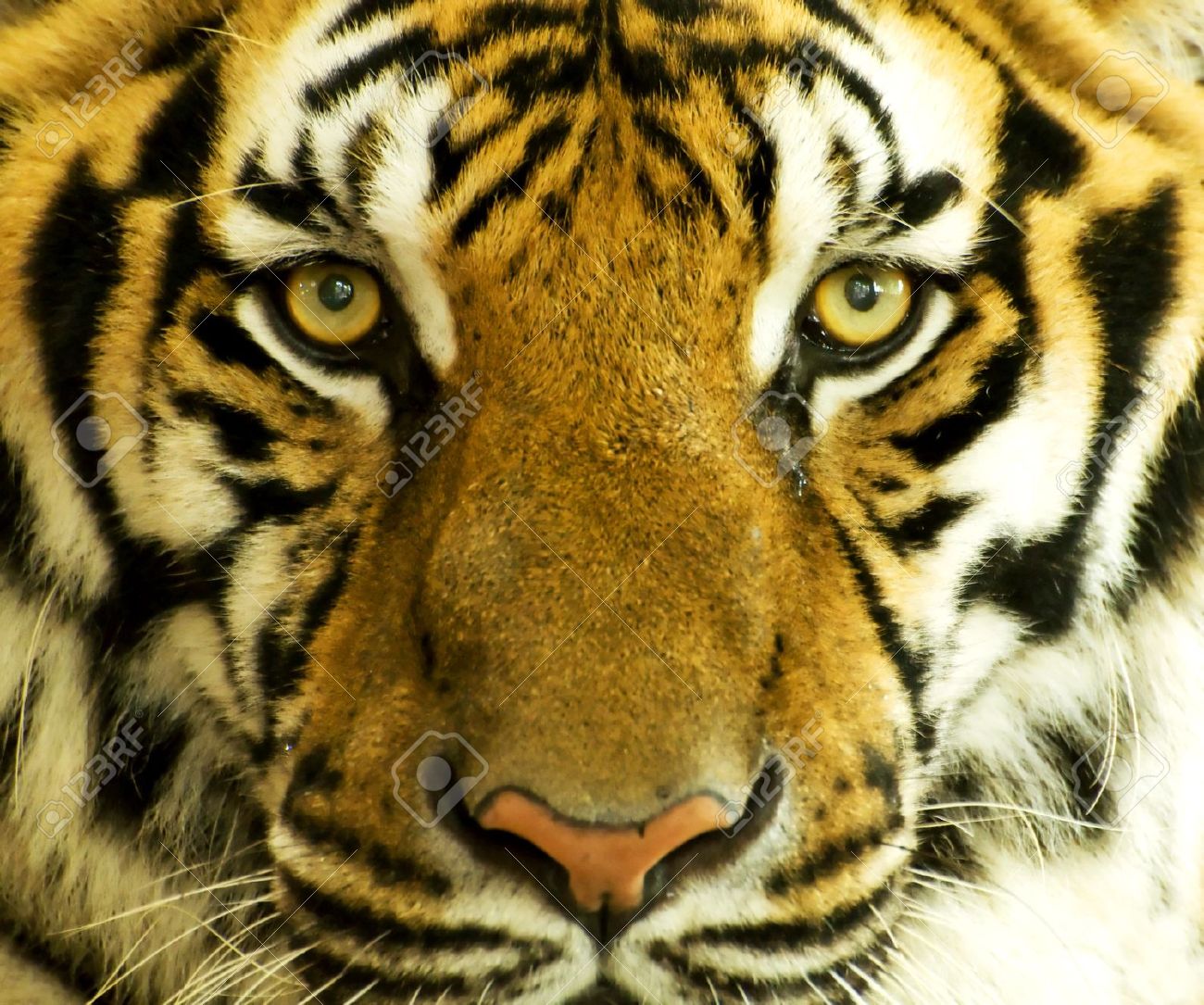 tiger face stock photo
